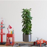 Saksılı Bitki Tasarımlı Yapışkanlı Sticker Resim